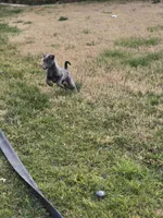Chloe , a female Australian Shepherd and German Shepherd Dog for sale in Lancaster, CA – Photo 3 of 3