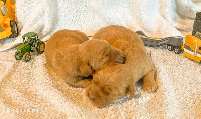 Male AKC Puppy – Golden Retriever puppy for sale in Riverdale, MI