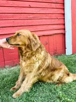 AKC Puppies, a  Golden Retriever for sale in Riverdale, MI – 3 of 3