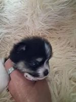 Tri tip, a male Pomeranian for sale in Great Falls, MT – 5 of 5