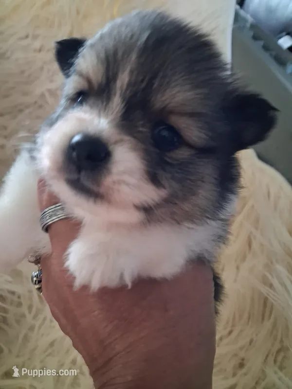 Parti boi – Pomeranian puppy for sale in Great Falls, MT