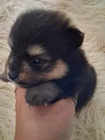 Griz, a male Pomeranian for sale in Great Falls, MT – 3 of 6