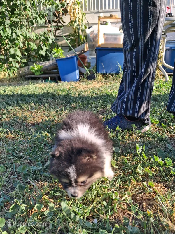 Tri tip – Pomeranian puppy for sale in Great Falls, MT