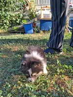  Tri tip REDUCED , a male Pomeranian for sale in Great Falls, MT – 3 of 8