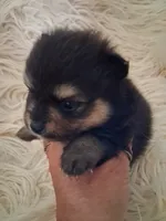 Griz, a male Pomeranian for sale in Great Falls, MT – 2 of 6