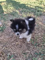  Tri tip REDUCED , a male Pomeranian for sale in Great Falls, MT – 7 of 8