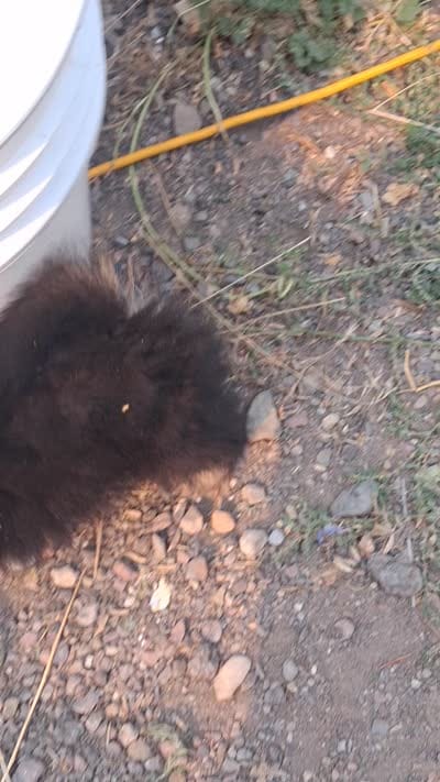  Tri tip REDUCED , a male Pomeranian for sale in Great Falls, MT – 8 of 8
