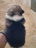 Parti boi, a male Pomeranian for sale in Great Falls, MT – 3 of 7