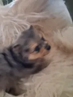Breeze , a male Pomeranian for sale in Great Falls, MT – 2 of 5