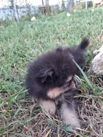 Griz REDUCED, a male Pomeranian for sale in Great Falls, MT – 4 of 7