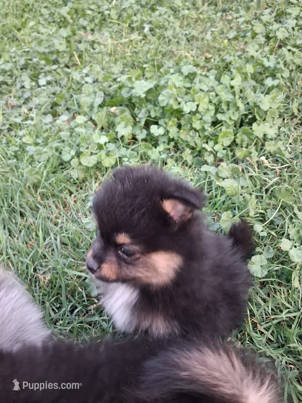 Boo boo – Pomeranian puppy for sale in Great Falls, MT