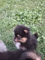Boo boo PENDING, a male Pomeranian for sale in Great Falls, MT – 1 of 5