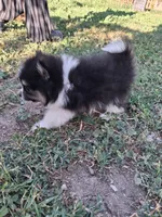  Tri tip REDUCED , a male Pomeranian for sale in Great Falls, MT – 1 of 8