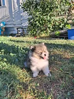 PENDING. Parti boi, a male Pomeranian for sale in Great Falls, MT – 3 of 8