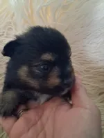 Boo boo, a male Pomeranian for sale in Great Falls, MT – 2 of 5