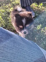  Tri tip REDUCED , a male Pomeranian for sale in Great Falls, MT – 4 of 8