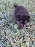 Griz REDUCED, a male Pomeranian for sale in Great Falls, MT – 2 of 7