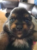 Boo boo, a male Pomeranian for sale in Great Falls, MT – 4 of 5