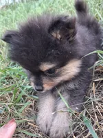 Griz REDUCED, a male Pomeranian for sale in Great Falls, MT – 7 of 7