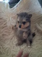 Breeze , a male Pomeranian for sale in Great Falls, MT – 5 of 5