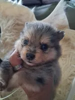 Breeze , a male Pomeranian for sale in Great Falls, MT – 1 of 5