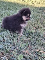 Griz REDUCED, a male Pomeranian for sale in Great Falls, MT – 3 of 7
