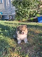 PENDING. Parti boi, a male Pomeranian for sale in Great Falls, MT – 6 of 8