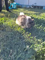 PENDING. Parti boi, a male Pomeranian for sale in Great Falls, MT – 2 of 8