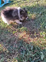 PENDING. Parti boi, a male Pomeranian for sale in Great Falls, MT – 7 of 8