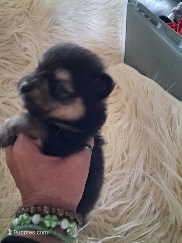 Griz – Pomeranian puppy for sale in Great Falls, MT