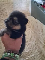 Griz, a male Pomeranian for sale in Great Falls, MT – 1 of 6