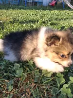 PENDING. Parti boi, a male Pomeranian for sale in Great Falls, MT – 4 of 8