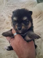 Griz, a male Pomeranian for sale in Great Falls, MT – 6 of 6