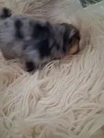 Breeze , a male Pomeranian for sale in Great Falls, MT – 3 of 5