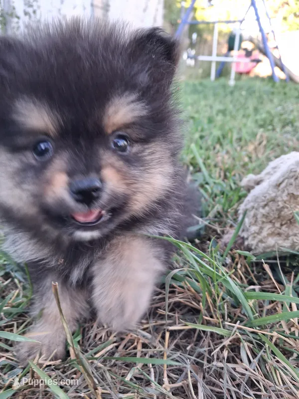 Griz – Pomeranian puppy for sale in Great Falls, MT