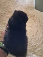 Griz, a male Pomeranian for sale in Great Falls, MT – 4 of 6