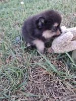 Griz REDUCED, a male Pomeranian for sale in Great Falls, MT – 6 of 7