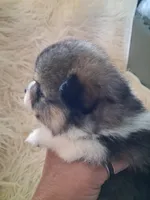 Parti boi, a male Pomeranian for sale in Great Falls, MT – 5 of 7