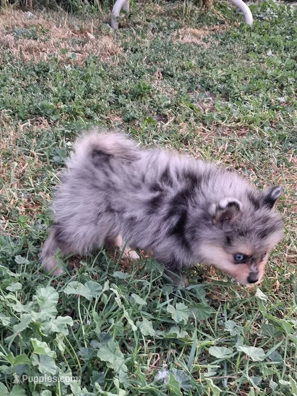 Breeze  – Pomeranian puppy for sale in Great Falls, MT