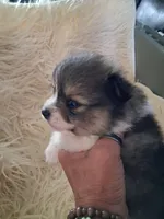 Parti boi, a male Pomeranian for sale in Great Falls, MT – 6 of 7