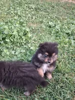 Boo boo PENDING, a male Pomeranian for sale in Great Falls, MT – 2 of 5