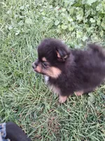 Boo boo PENDING, a male Pomeranian for sale in Great Falls, MT – 3 of 5