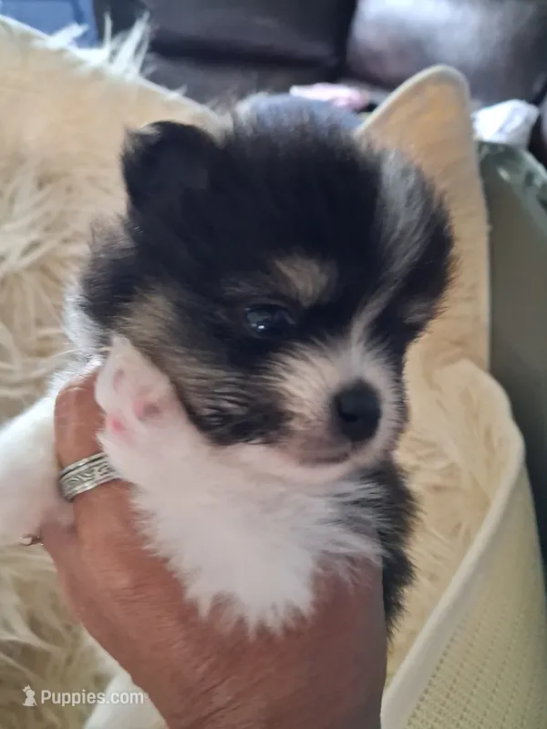 Tri tip – Pomeranian puppy for sale in Great Falls, MT