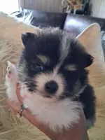Tri tip, a male Pomeranian for sale in Great Falls, MT – 3 of 5