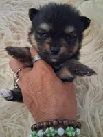 Griz, a male Pomeranian for sale in Great Falls, MT – 5 of 6