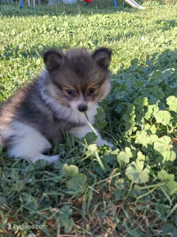 Parti boi – Pomeranian puppy for sale in Great Falls, MT