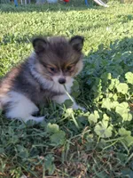 PENDING. Parti boi, a male Pomeranian for sale in Great Falls, MT – 1 of 8