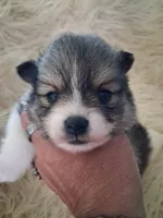 Parti boi, a male Pomeranian for sale in Great Falls, MT – 7 of 7