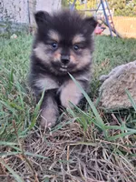 Griz REDUCED, a male Pomeranian for sale in Great Falls, MT – 5 of 7