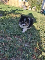  Tri tip REDUCED , a male Pomeranian for sale in Great Falls, MT – 5 of 8